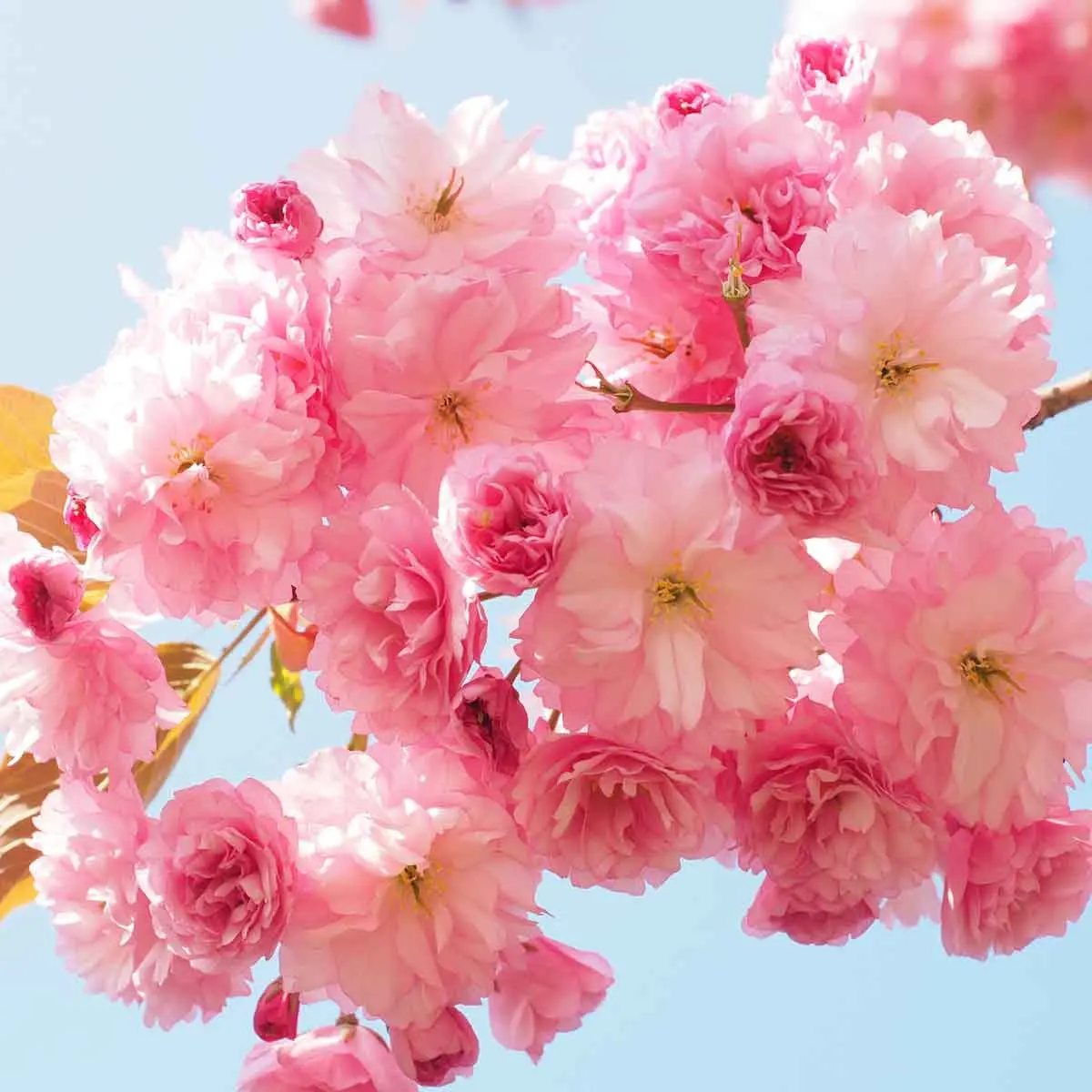 Prunus da fiore: tutto quello che devi sapere - Quando fiorisce il Prunus prunus da fiore - Quando fiorisce il Prunus