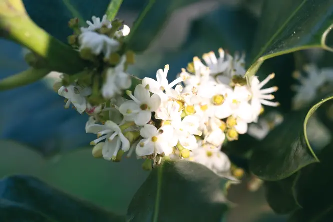 pungitopo fiore - Quando fiorisce il pungitopo