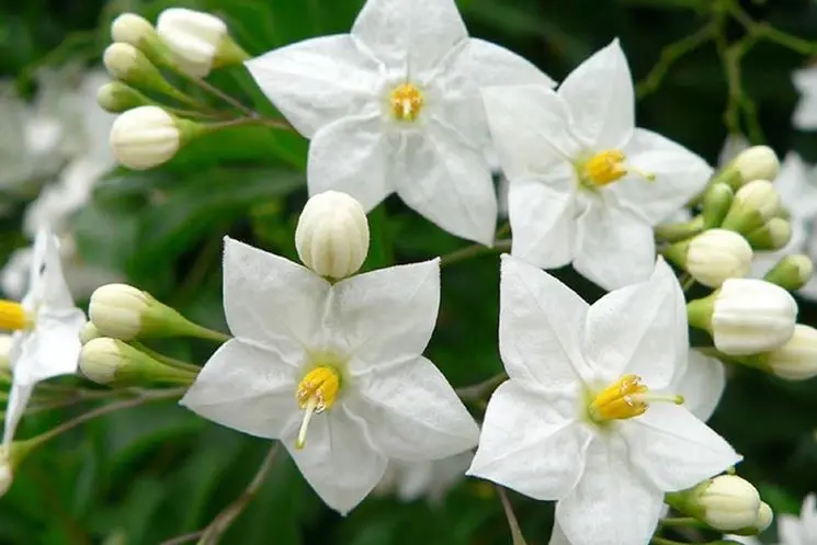 Fiori Solanum: Quando Fiorisce il Solanum - Quando fiorisce il Solanum fiori solanum - Quando fiorisce il Solanum