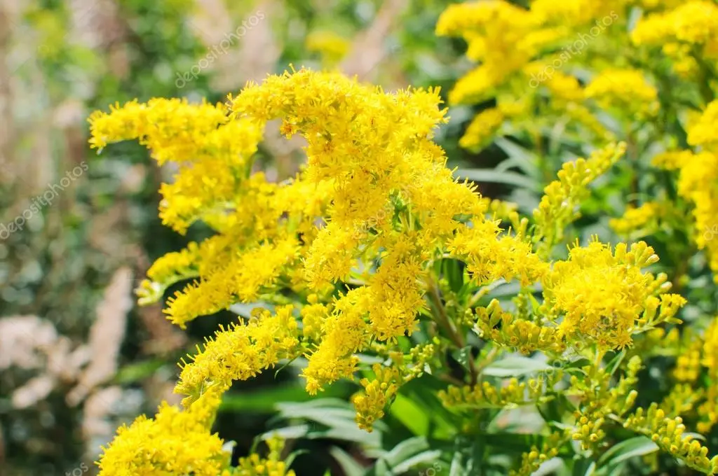 Che pianta è il Solidago - Quando fiorisce il Solidago solidago fiore - Quando fiorisce il Solidago