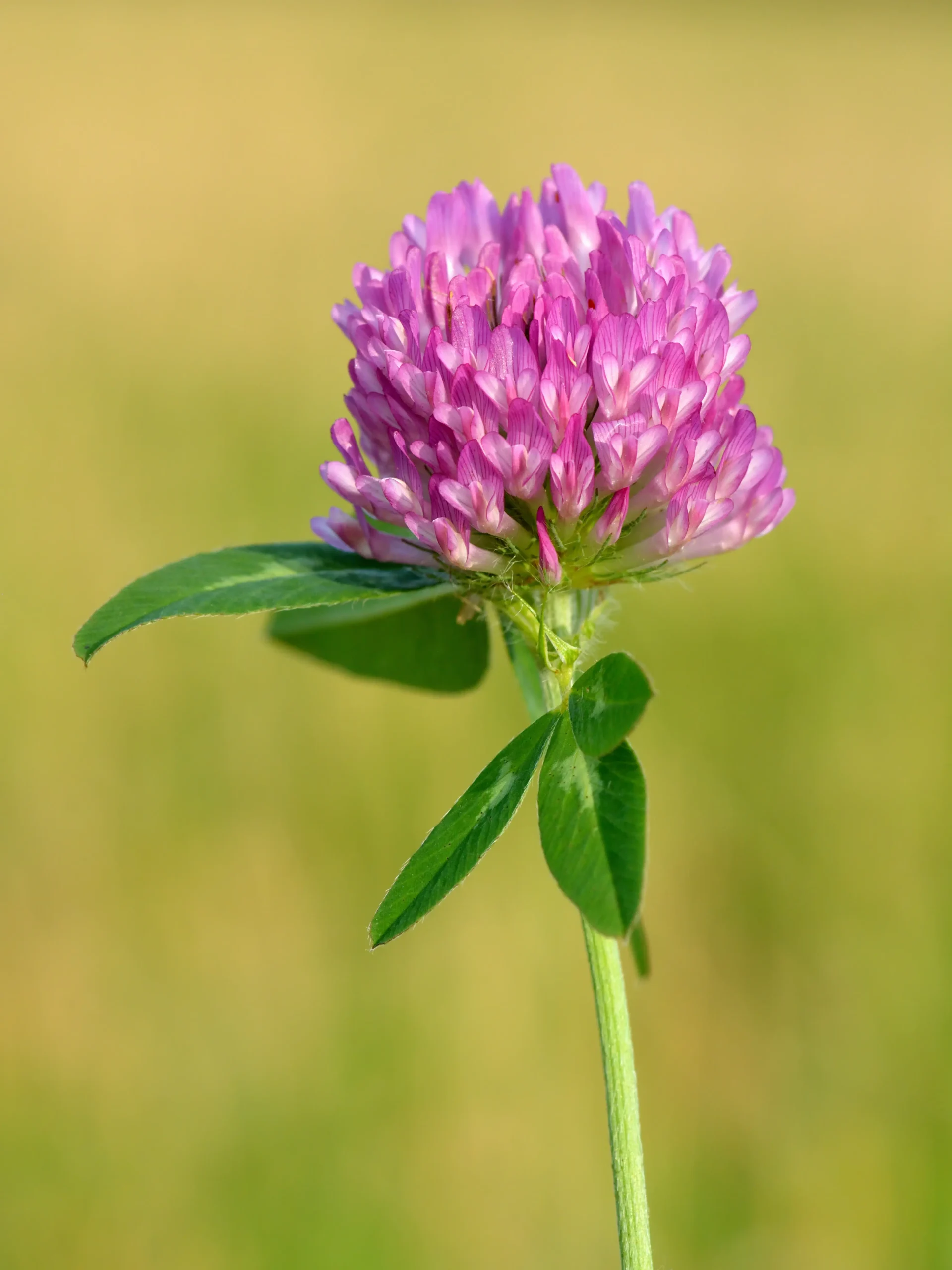 Il Fiore di Trifoglio: Un simbolo di fortuna e prosperità - Quando fiorisce il trifoglio rosso fiore di trifoglio - Quando fiorisce il trifoglio rosso