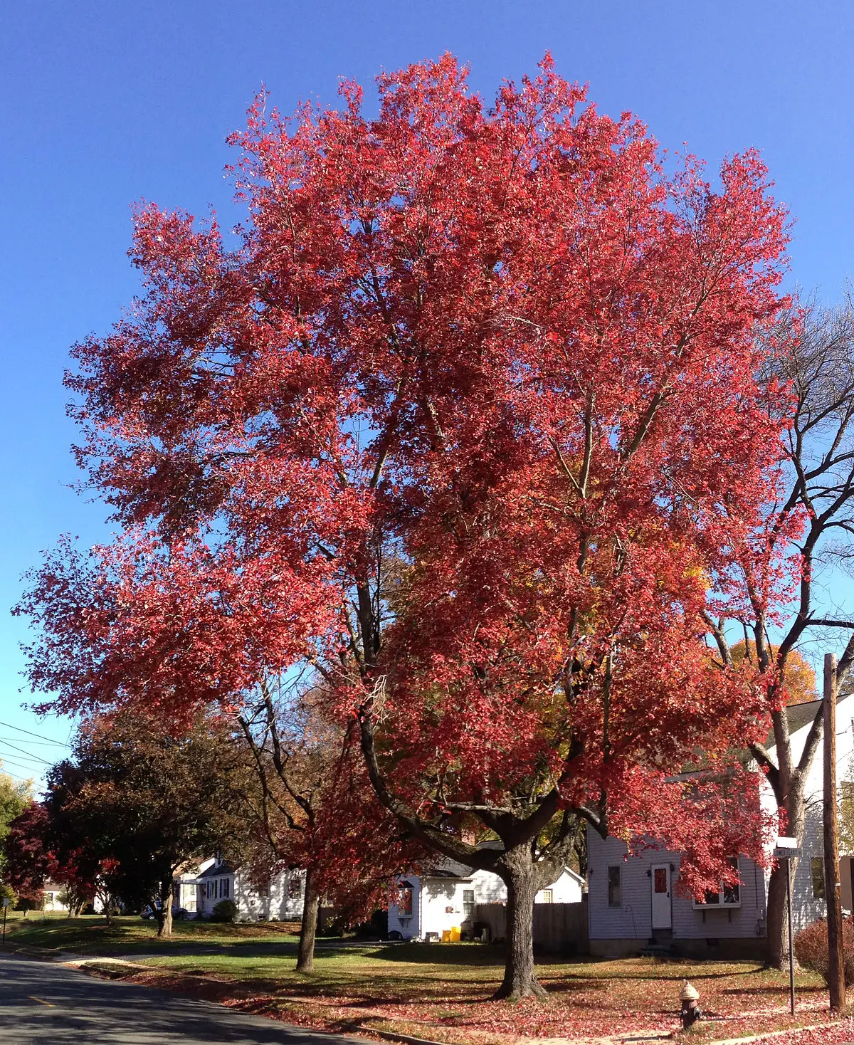 Acero Fiore: Un Arbusto Ornamentale con Fiori Bellissimi - Quando fiorisce l'acero acero fiore - Quando fiorisce l'acero