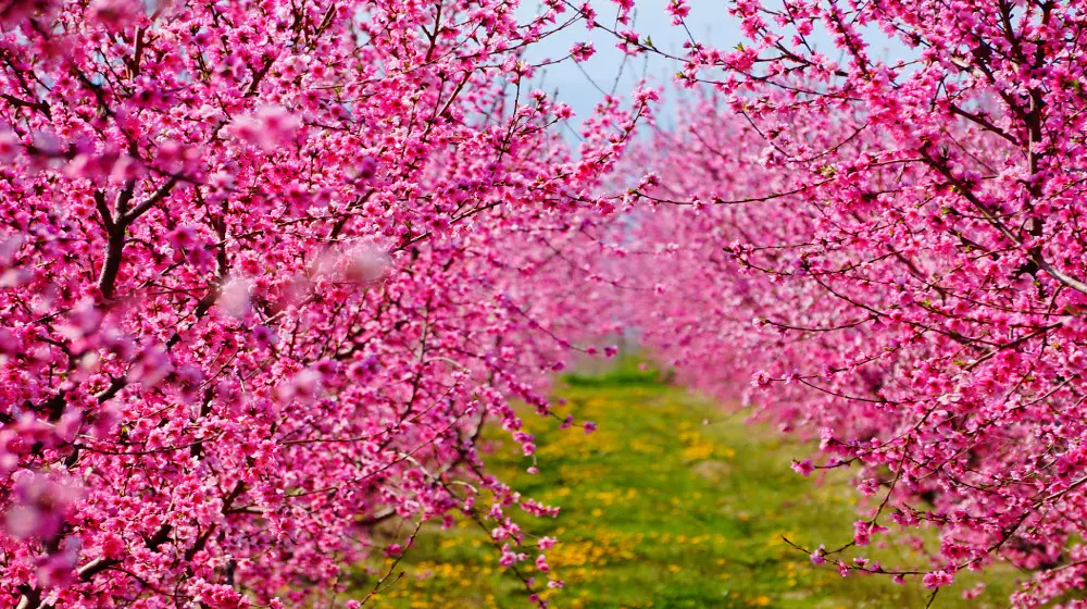 albero di pesco in fiore - Quando fiorisce l'albero di pesco
