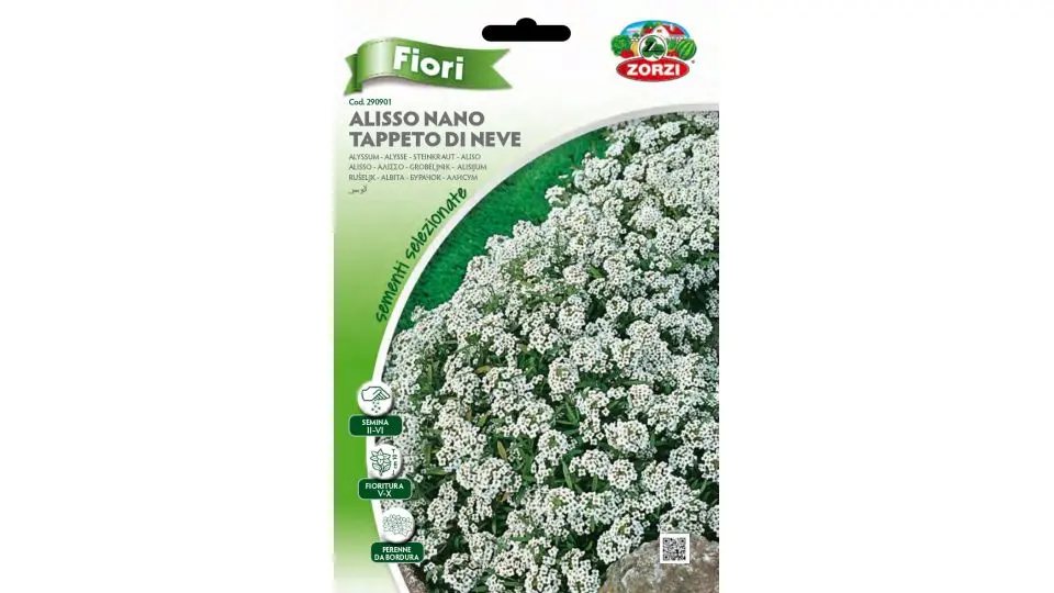 Alisso Fiore: Un Tappeto di Fiori per il Tuo Giardino - Quando fiorisce l Alisso alisso fiore - Quando fiorisce l Alisso