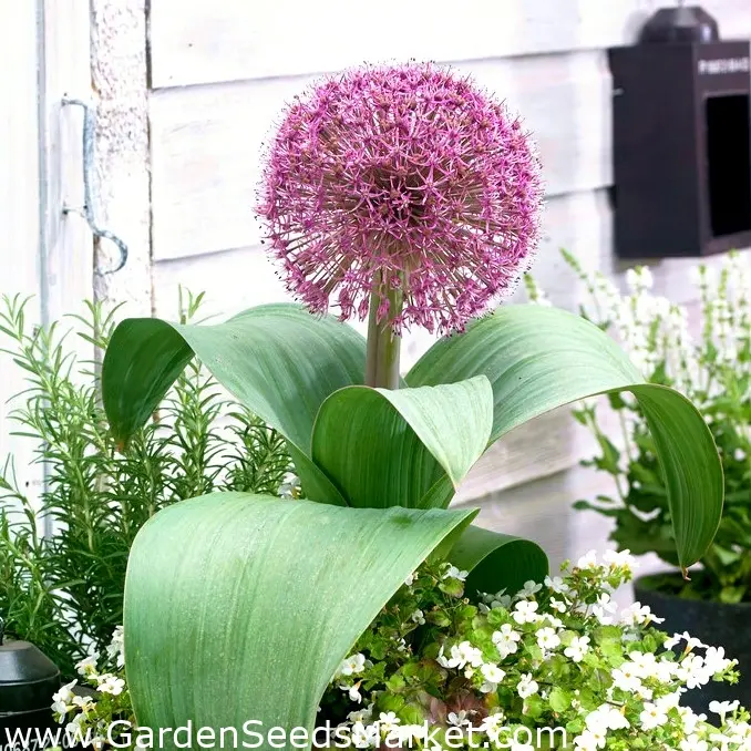 fiori con bulbo a cipolla - Quando fiorisce l allium