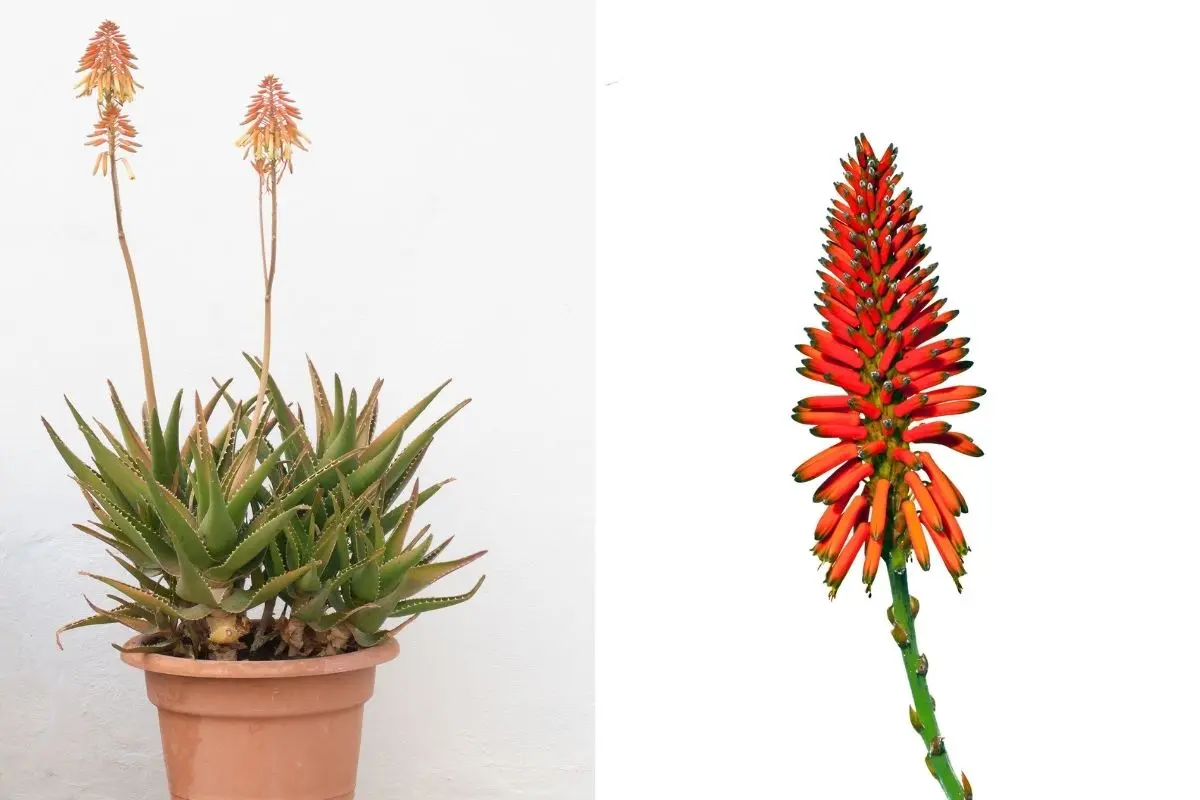 fiore dell aloe vera - Quando fiorisce l Aloe Arborescens