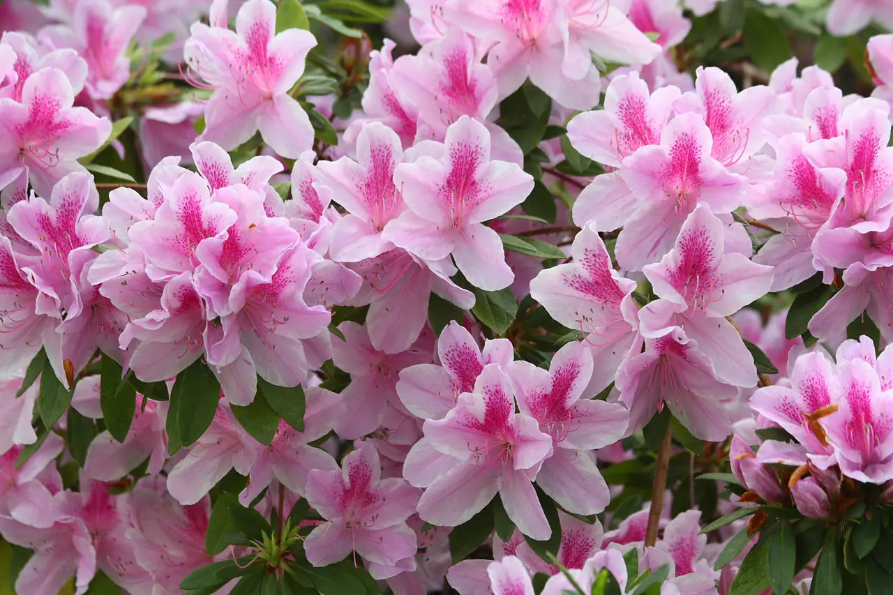 Quando fioriscono le azalee - Quando fiorisce l'azalea da esterno quando fioriscono le azalee - Quando fiorisce l'azalea da esterno