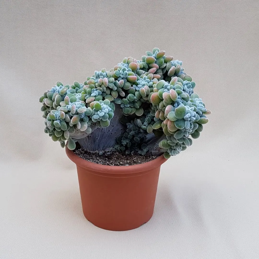 Echeveria Setosa Fiore: Una Pianta Succulenta dal Fascino Unico - Quando fiorisce l Echeveria echeveria setosa fiore - Quando fiorisce l Echeveria