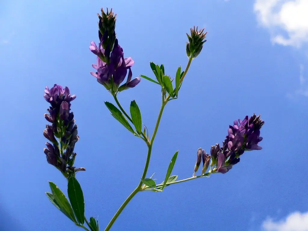 Erba Medica Fiori: Un Rimedio Naturale Ricostituente - Quando fiorisce l'erba medica erba medica fiori - Quando fiorisce l'erba medica