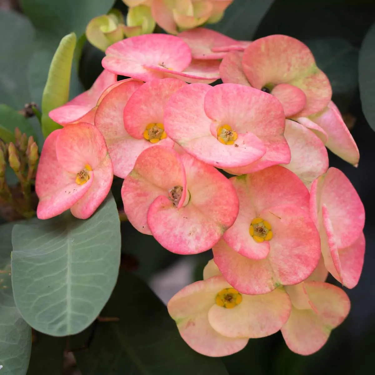 Euphorbia trigona fiori: fioritura spettacolare per giardino e casa