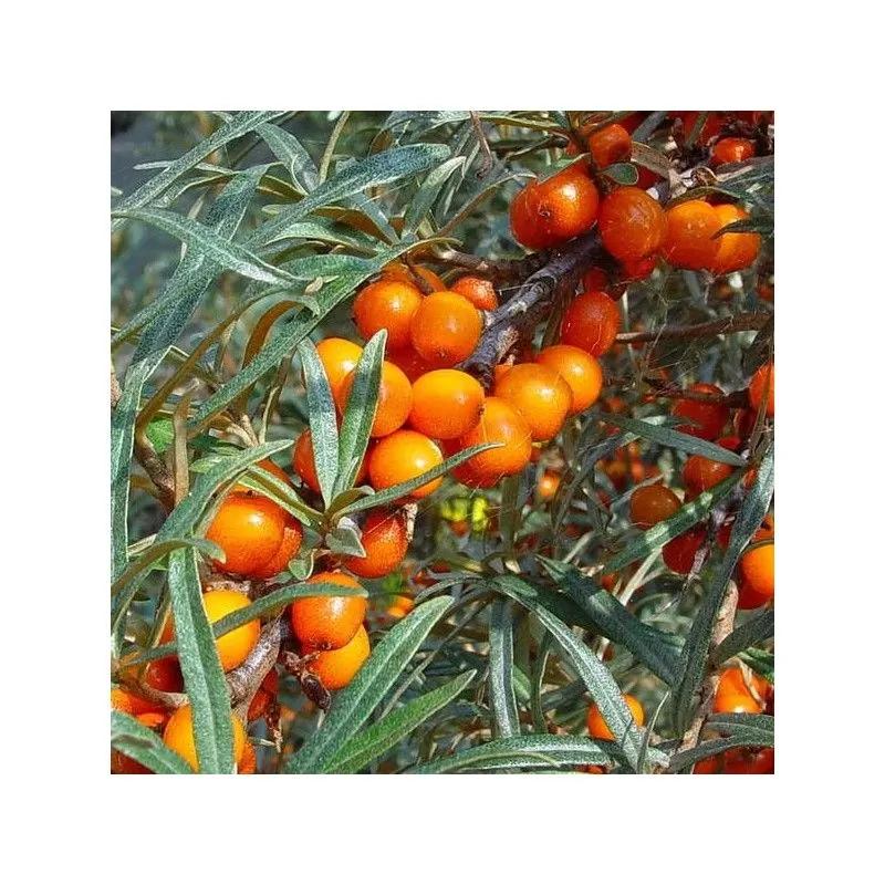 Olivello spinoso fiori: un arbusto versatile e ricco di benefici