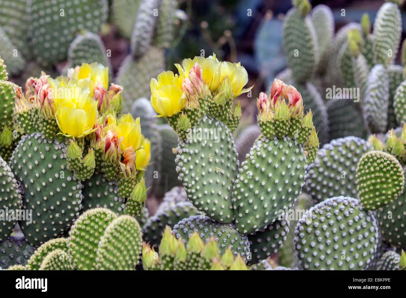Opuntia microdasys Fiori: tutto quello che devi sapere - Quando fiorisce l Opuntia opuntia microdasys fiori - Quando fiorisce l Opuntia