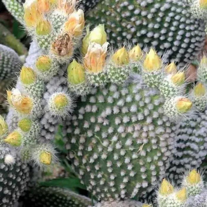 Opuntia microdasys fiori: guida alla coltivazione