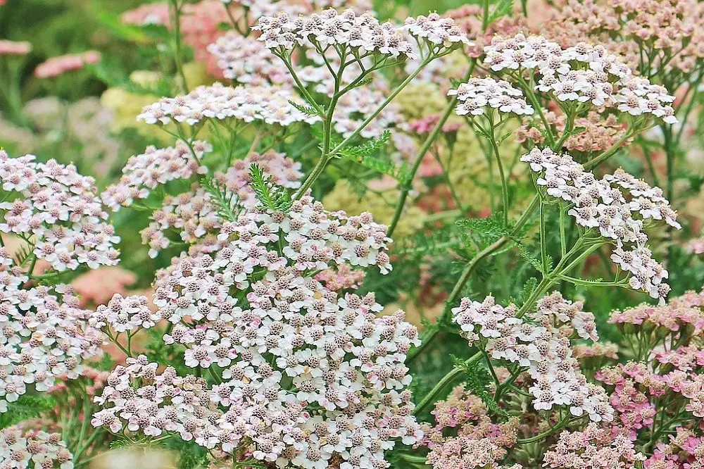 achillea fiore - Quando fiorisce la achillea