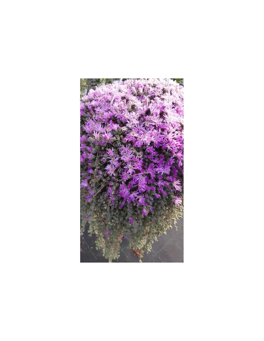Barba di Giove senza fiori: come farla riprendere - Quando fiorisce la Barba di San Giovanni barba di giove senza fiori - Quando fiorisce la Barba di San Giovanni