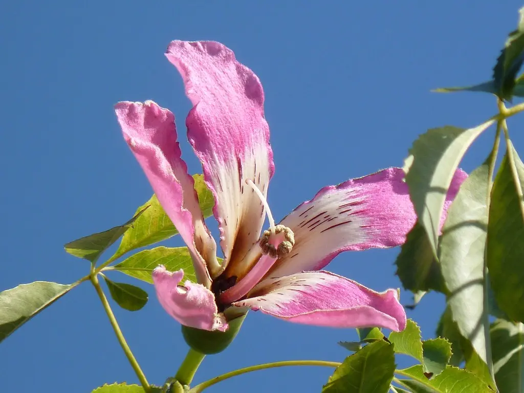 ceiba speciosa fiore - Quando Fiorisce La Ceiba speciosa