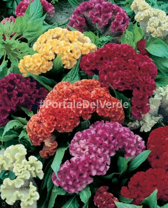 Cresta di gallo fiore significato: tutto quello che devi sapere - Quando fiorisce la Celosia cresta di gallo fiore significato - Quando fiorisce la Celosia