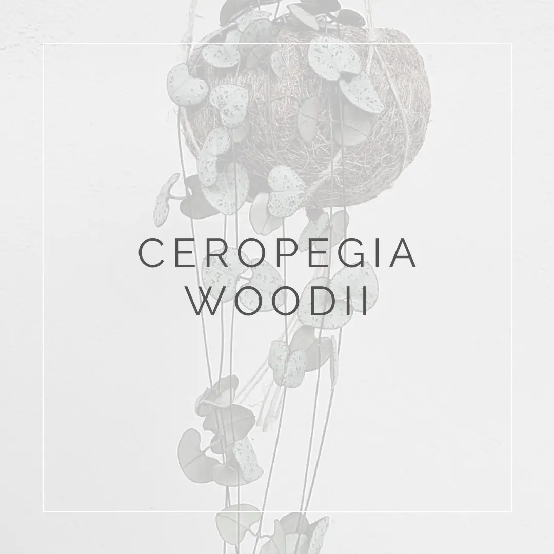 Ceropegia woodii: pianta delicata e afmaravilloso