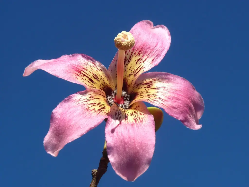ceiba speciosa fiore - Quando fiorisce la chorisia