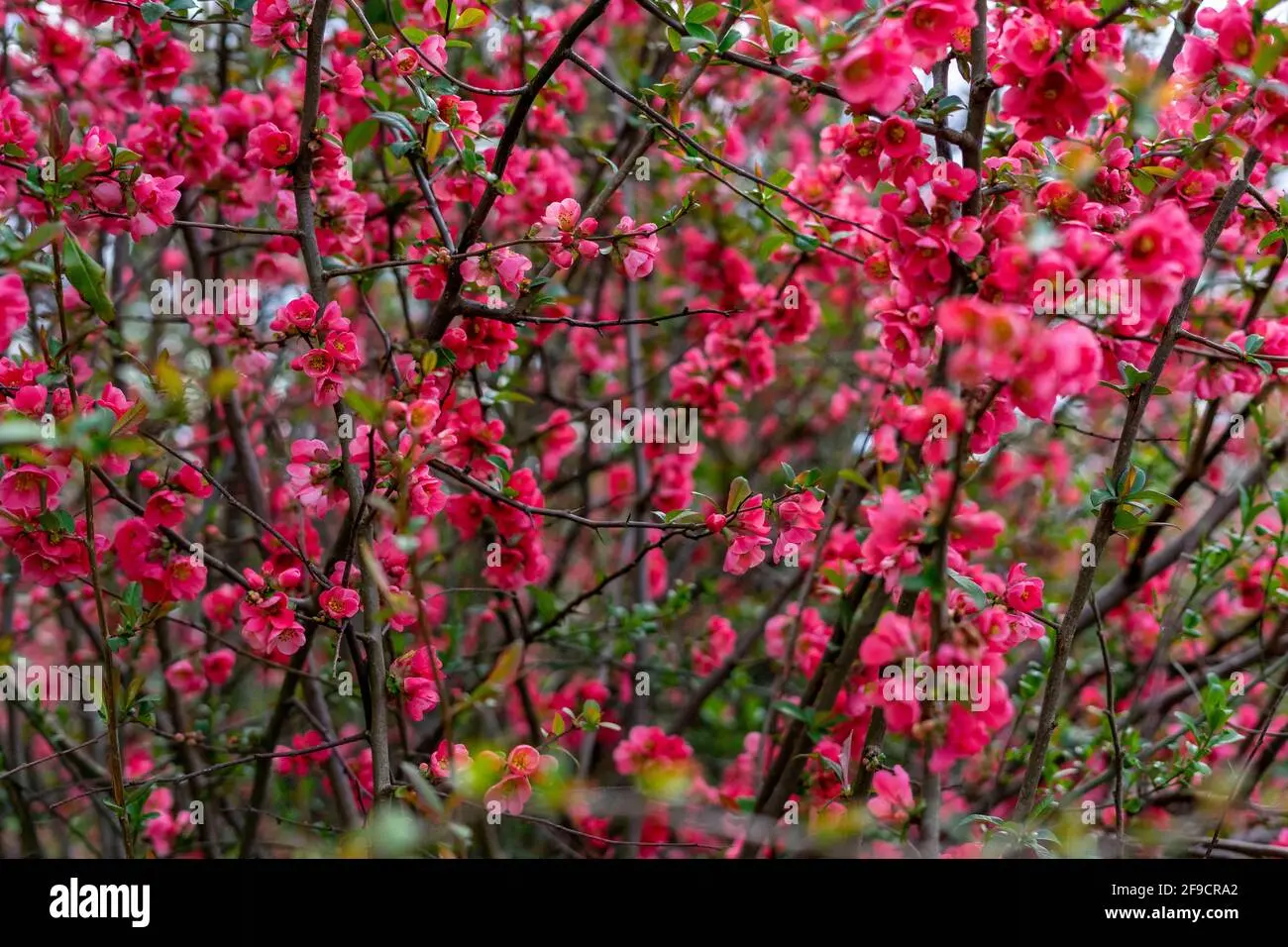 arbusto con fiori rossi - Quando fiorisce la Cydonia