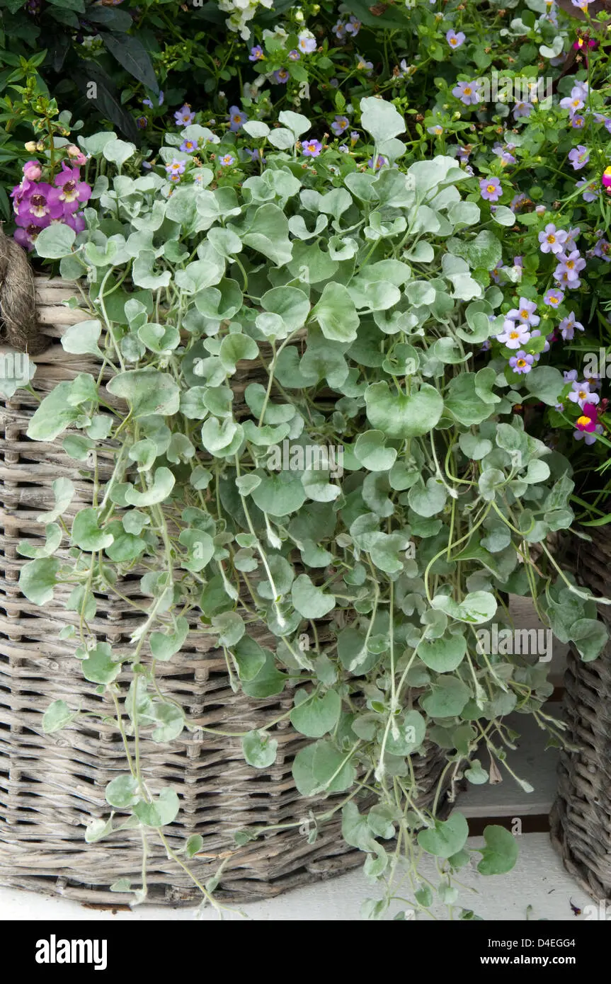 dichondra fiore - Quando fiorisce la Dicondra