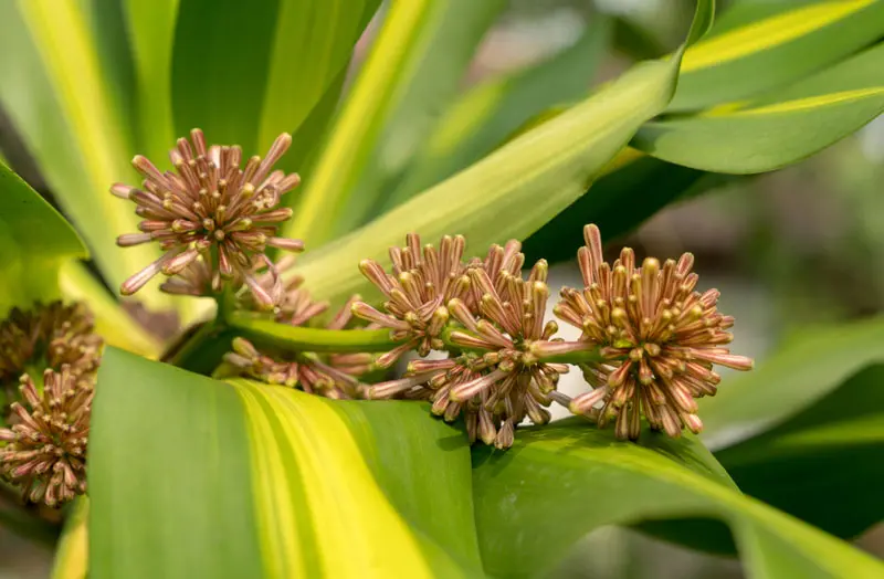 Dracena Fiore: Una Pianta Sorprendente con Fiori Profumati - Quando fiorisce la dracaena dracena fiore - Quando fiorisce la dracaena