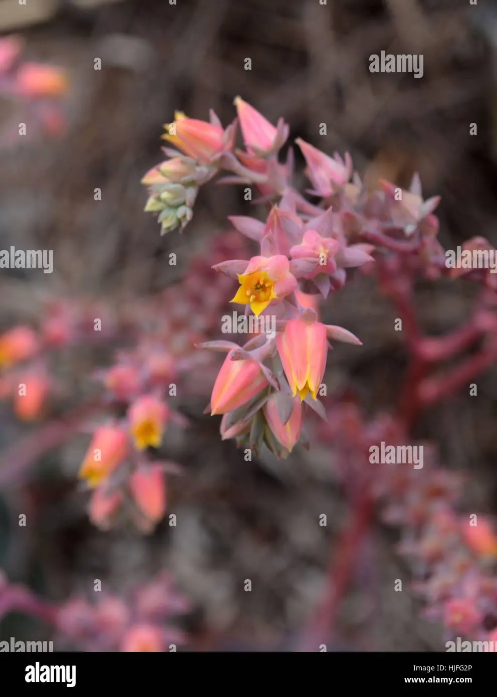 Echeveria Fiori Rosa: La splendida pianta grassa che fiorisce con eleganza - Quando fiorisce la Echeveria echeveria fiori rosa - Quando fiorisce la Echeveria