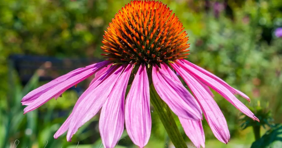 Echinacea Fiore: Proprietà, Coltivazione e Utilizzi - Quando fiorisce la Echinacea echinacea fiore - Quando fiorisce la Echinacea