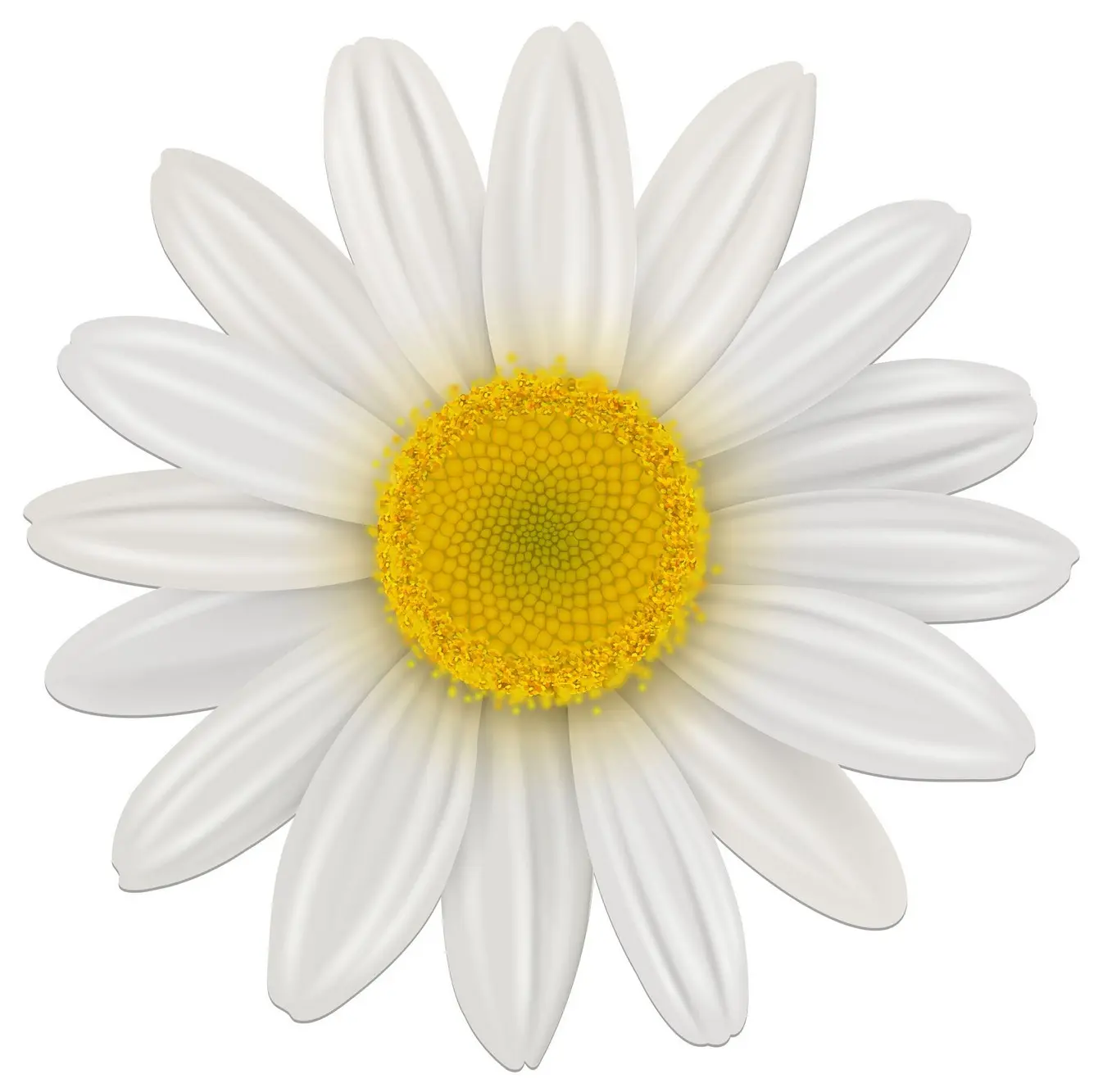 Fiore di liquirizia: utilizzi in cucina e proprietà benefiche