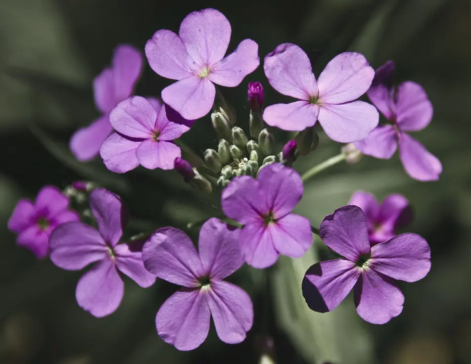 lunaria fiore - Quando fiorisce la Lunaria