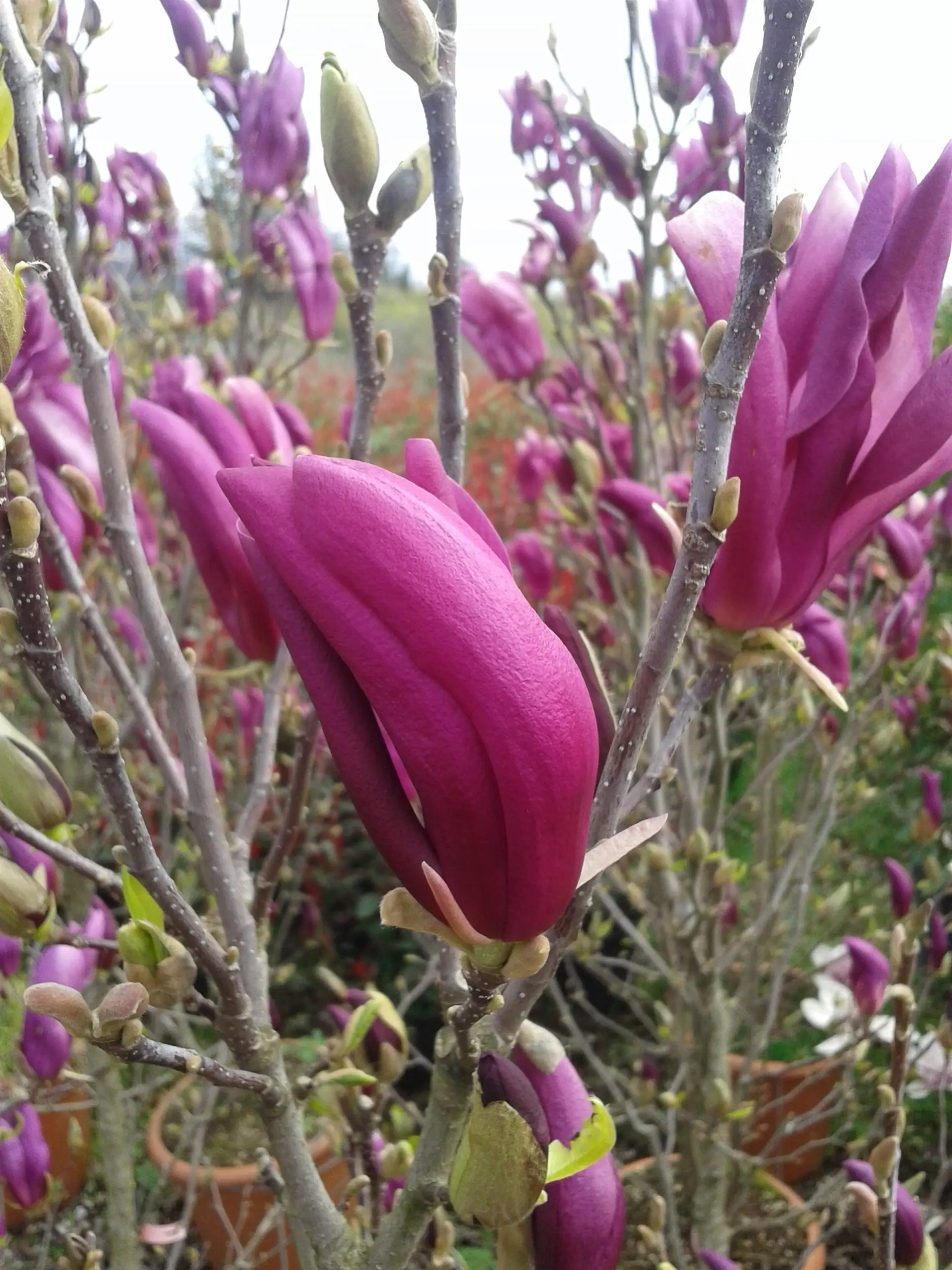 magnolia fiori rosa - Quando Fiorisce la magnolia Liliiflora