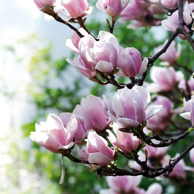 Magnolia fiori rosa: bellezza e delicata fioritura