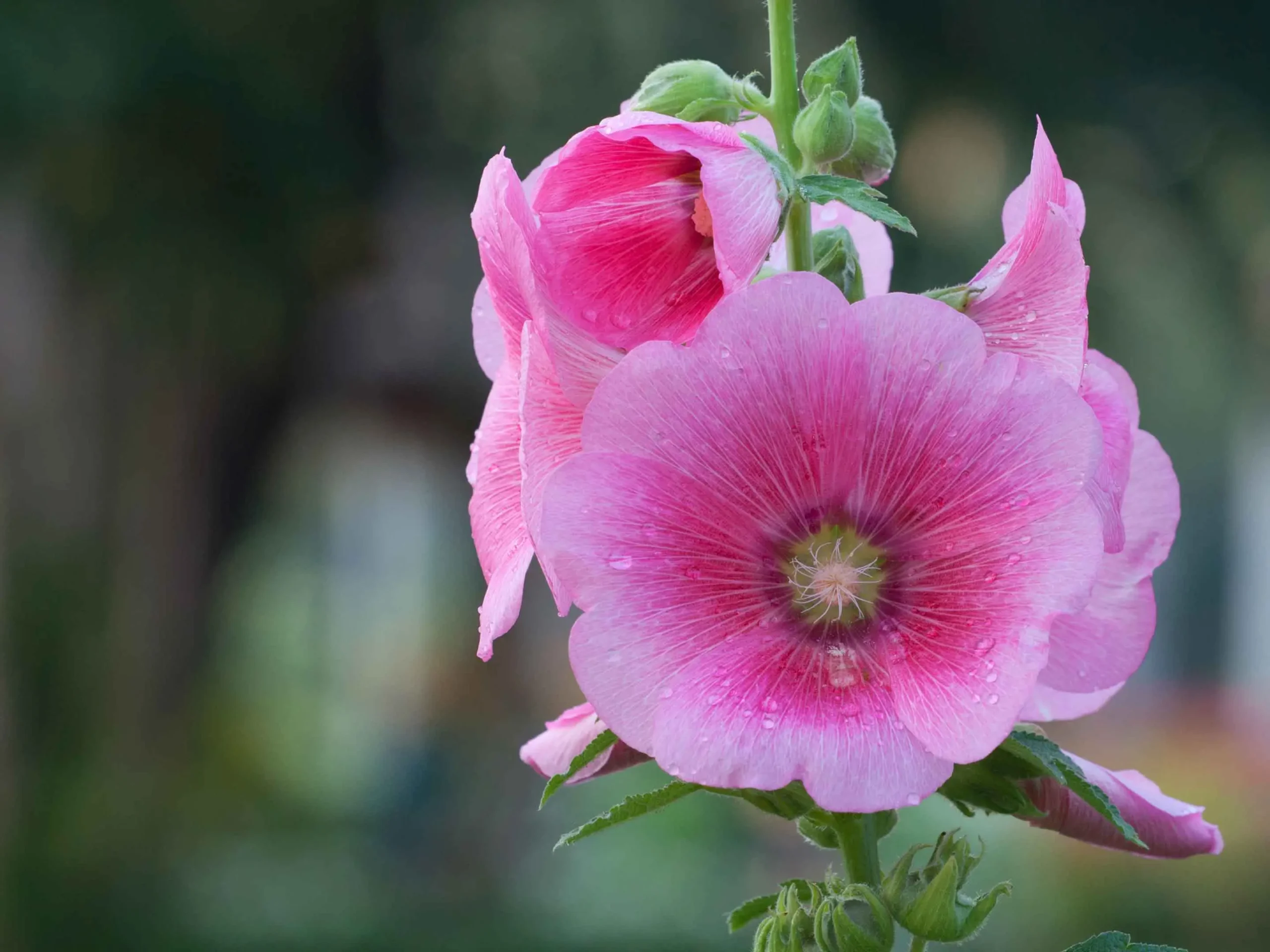 malvone fiore - Quando fiorisce la Malva Rosa
