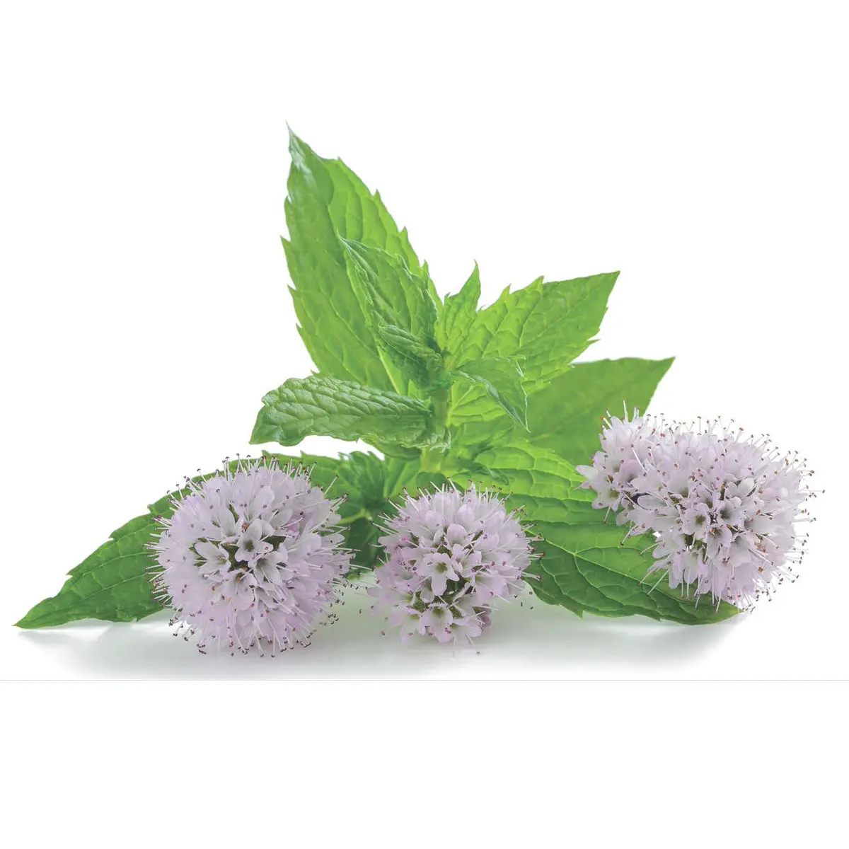 Fiori di Menta: Proprietà e Utilizzi - Quando fiorisce la menta piperita fiori di menta - Quando fiorisce la menta piperita