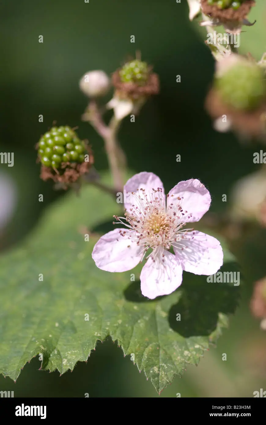 Fiore Mora: Un arbusto spinoso con deliziosi frutti - Quando fiorisce la mora fiore mora - Quando fiorisce la mora