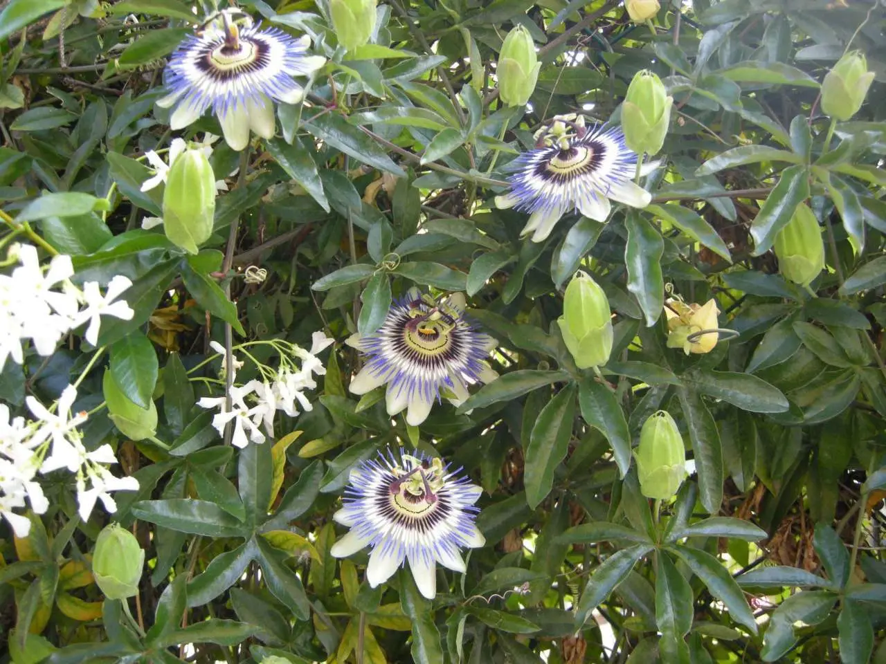 Quando fiorisce la Passiflora edulis - Quando fiorisce la Passiflora edulis quando fiorisce la passiflora - Quando fiorisce la Passiflora edulis