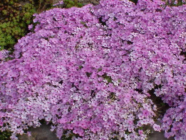 Quando fiorisce la Phlox - Quando fiorisce la Phlox flox fiore - Quando fiorisce la Phlox