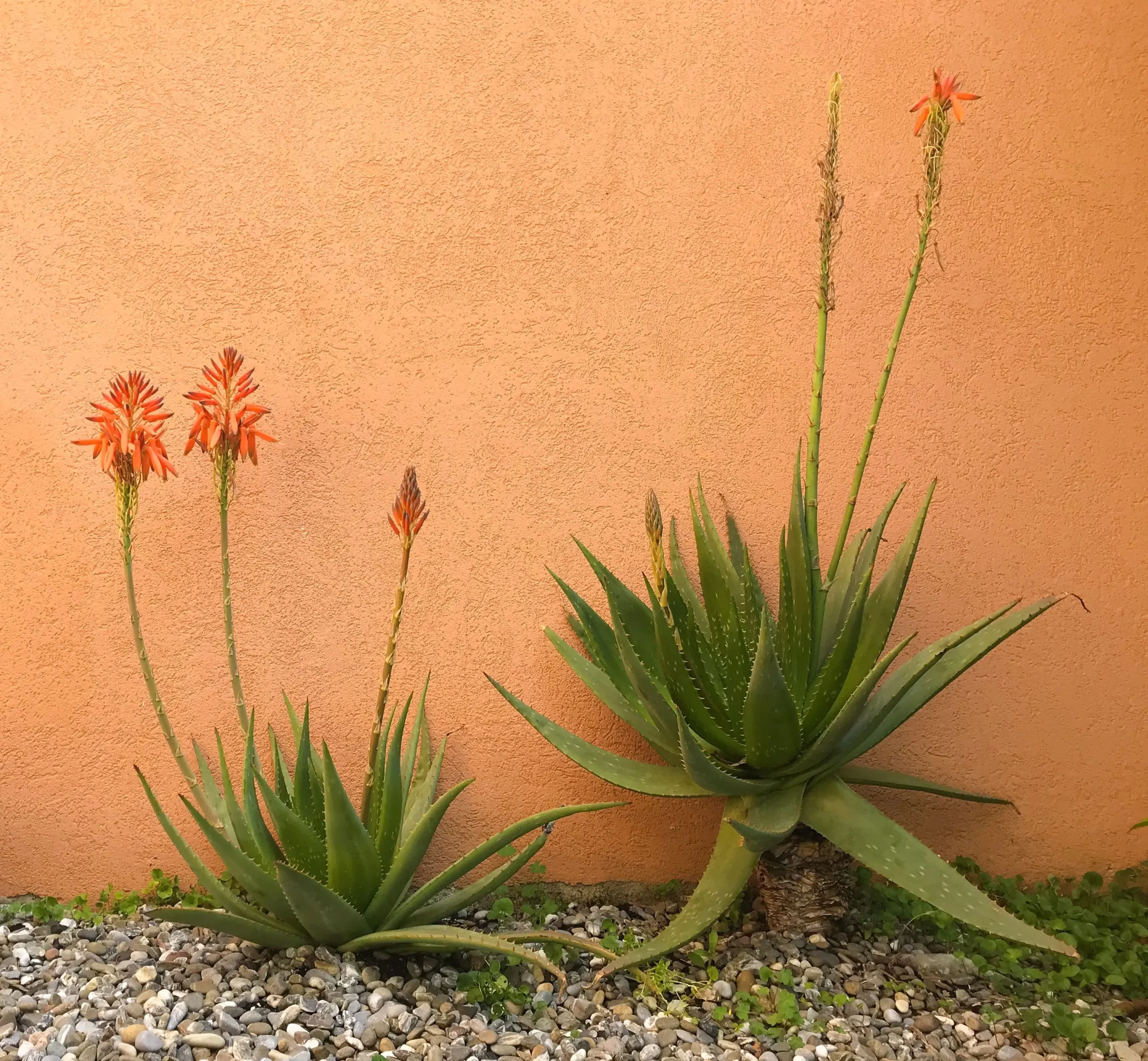 Fiore di Aloe: Quando fiorisce la pianta di Aloe - Quando fiorisce la pianta di Aloe fiore di aloe - Quando fiorisce la pianta di Aloe