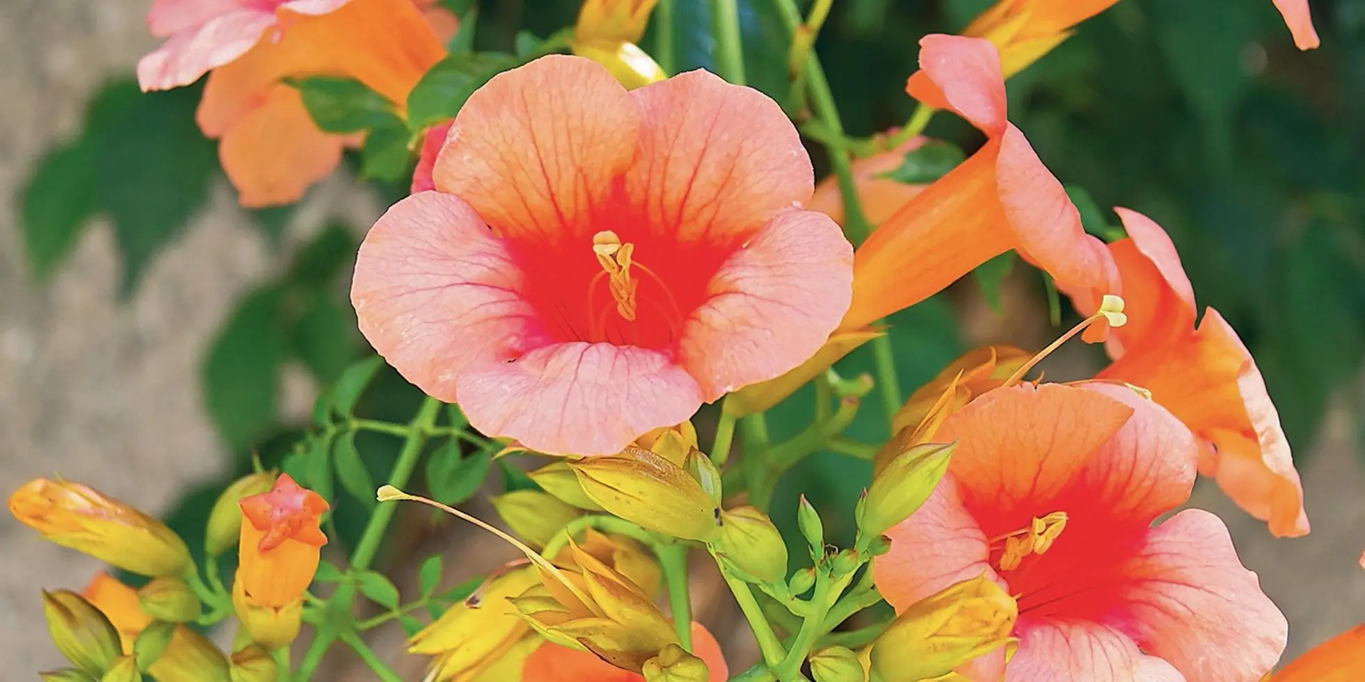 pianta con fiore a trombetta - Quando fiorisce la pianta di bignonia