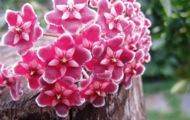 Hoya carnosa non fiorisce: cause e soluzioni - Quando fiorisce la pianta Hoya hoya carnosa non fiorisce - Quando fiorisce la pianta Hoya