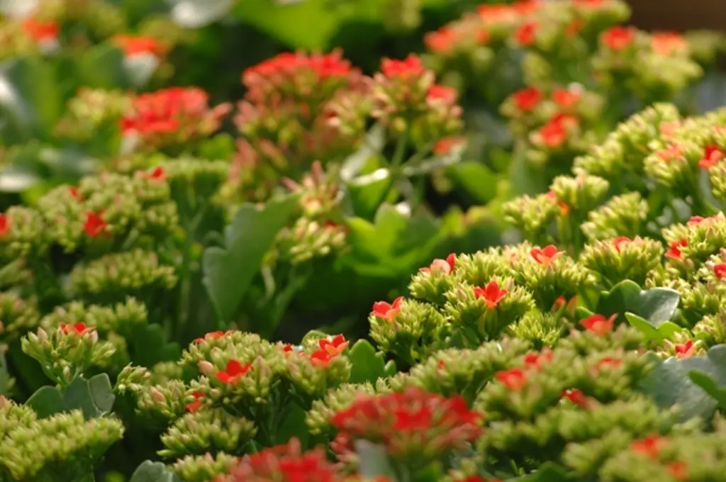 far fiorire pianta kalanchoe come curarla - Quando fiorisce la pianta kalanchoe