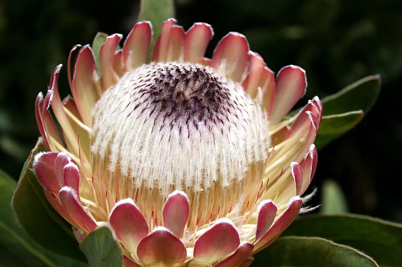 Protea fiore significato: tutto quello che devi sapere - Quando fiorisce la Protea protea fiore significato - Quando fiorisce la Protea