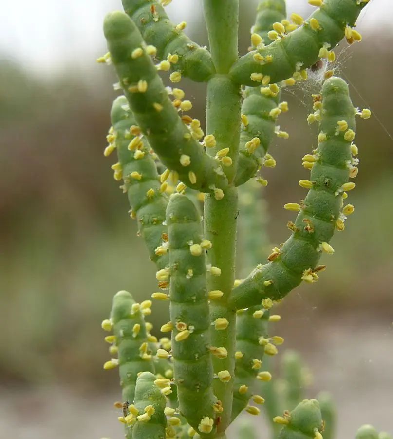 Salicornia Fiori: la pianta spontanea che cresce lungo le coste italiane - Quando fiorisce la salicornia salicornia fiori - Quando fiorisce la salicornia