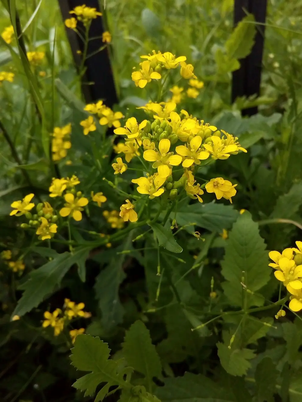 Fiori di Senape: una vista spettacolare della primavera - Quando fiorisce la senape fiori di senape - Quando fiorisce la senape