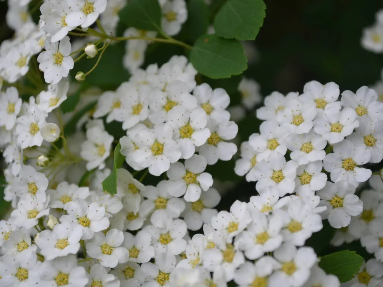 spirea fiore - Quando fiorisce la Spirea