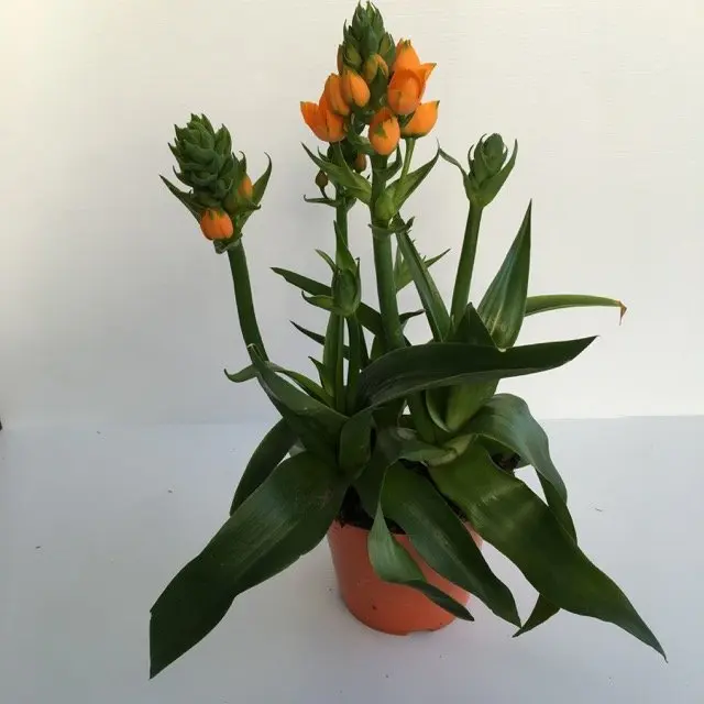 Stella di betlemme: fiore afmaravilloso e versatile