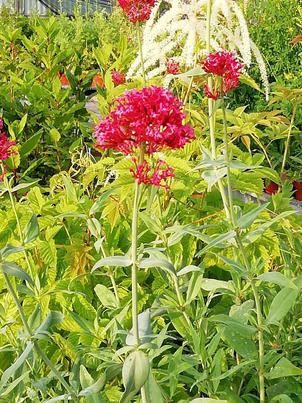 A cosa servono i fiori di valeriana? - Quando fiorisce la valeriana rossa valeriana fiore - Quando fiorisce la valeriana rossa
