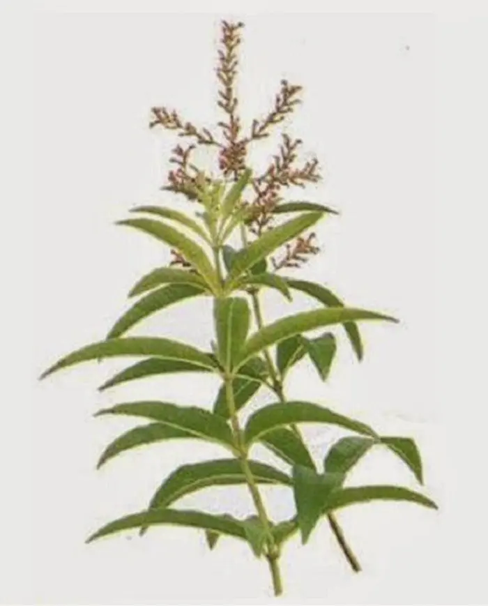 verbena odorosa fiori - Quando fiorisce la verbena