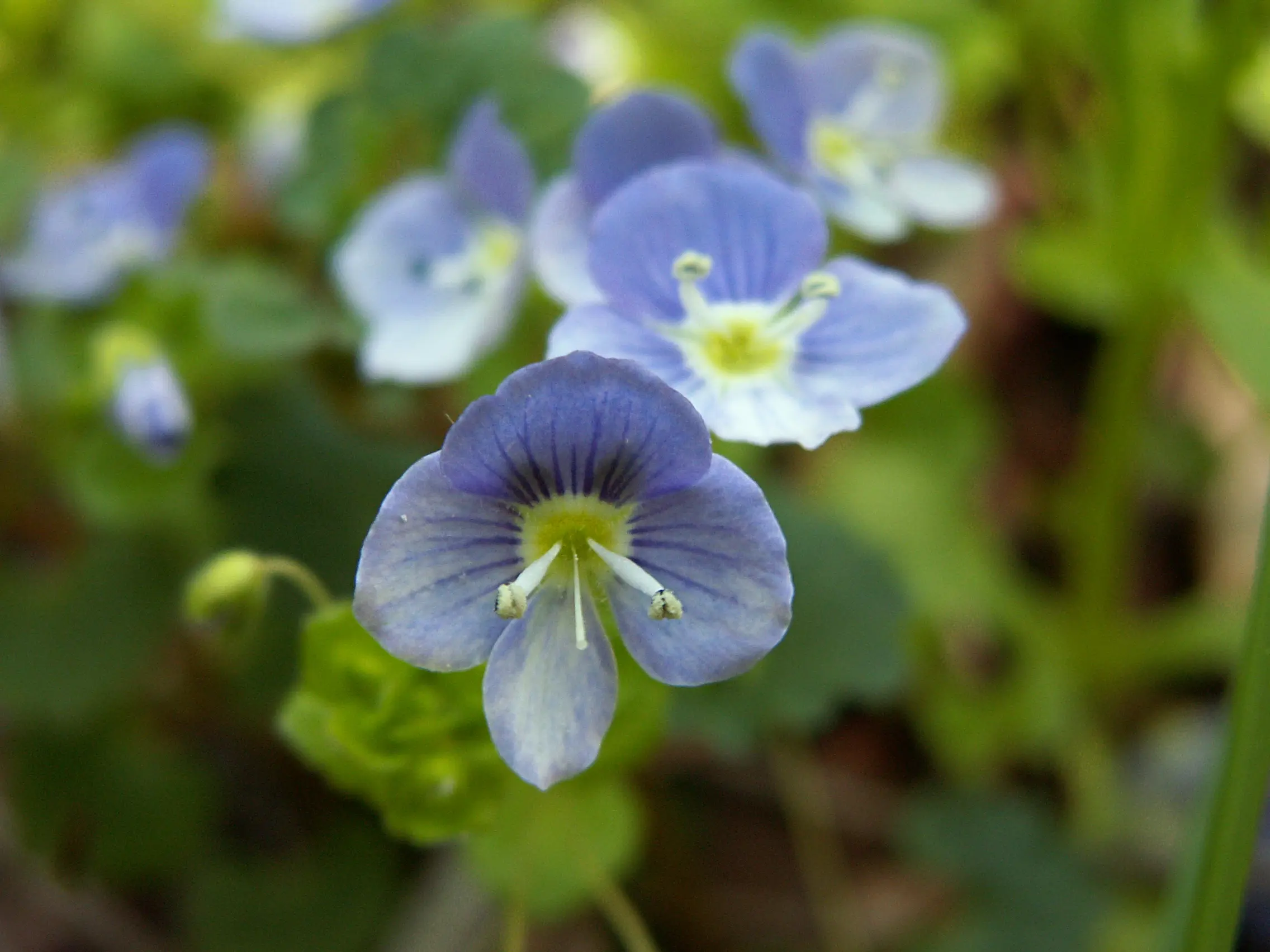 Fiore Veronica Persica: Un Nutrimento Invernale per le Api - Quando fiorisce la Veronica persica fiore veronica persica - Quando fiorisce la Veronica persica