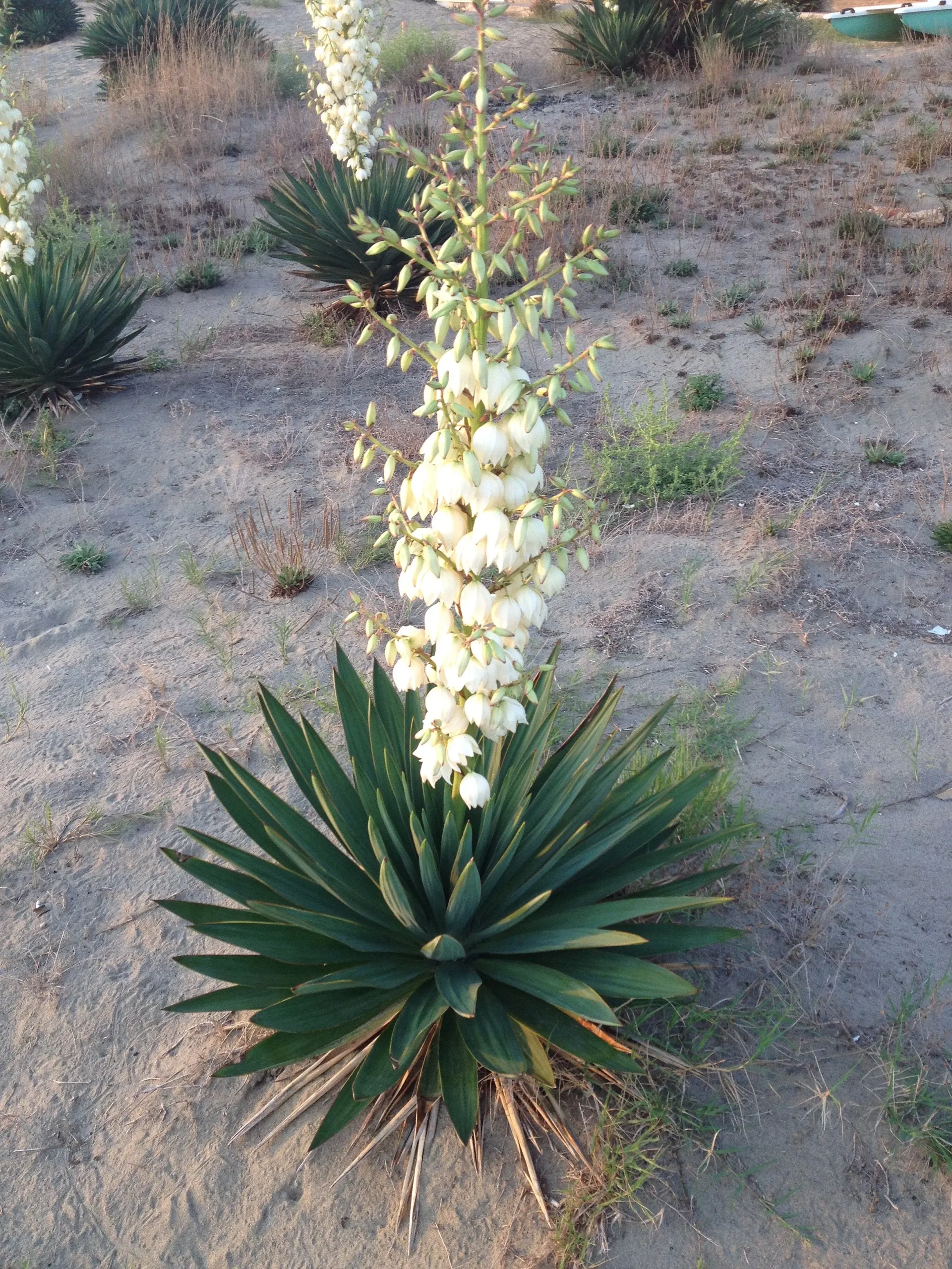 yucca gloriosa fiore - Quando fiorisce la Yucca gloriosa